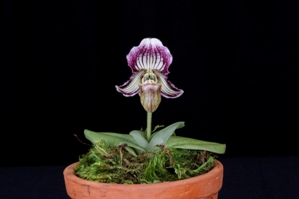 Paphiopedilum fairrieanum Vinh Huy Nguyen FCC/AOS 90 pts. plant